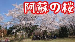 阿蘇花見ツーリング2018【NC750Xモトブログ】一心行の大桜・観音桜