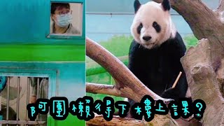 團團坐在棲架上啃竹竿，乖巧模樣好可愛|熊貓貓熊The Giant Panda Yuan Yuan and Yuan Bao|台北市立動物園