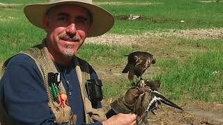 Falconry - Adrian Reuter Cortes my favorite merlin 