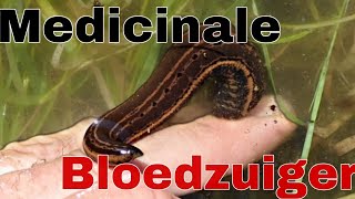 De Medicinale Bloedzuiger In 1 Minuut 🩸