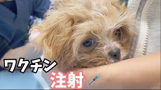 【子犬のワクチン注射】チワプーの子犬とスムースチワワ、一緒にワクチン注射行ってきました。【多頭飼い】