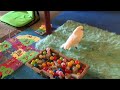 A Tour Of My Cockatoo's Play Space, As Requested... :-)