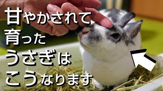 【過保護過ぎ！？】甘やかされて育ったうさぎだけが見せる行動６選