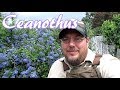 8 Reasons To Grow Ceanothus In Your Landscape!