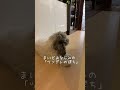 ❤︎ツンデレ犬にストーカーされています🚽