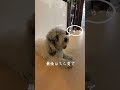 ❤︎ツンデレ犬にストーカーされています🚽