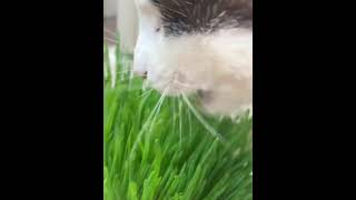 猫草ASMR #catgrass #ASMR