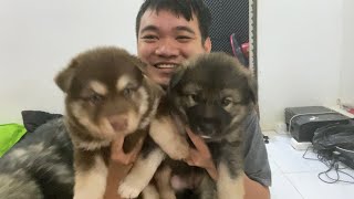 Gerberian shepsky grow up day 1 to 4 weeks olds (Husky លូតលាស់​ ពីមួយថ្ថ្ងៃ​ ដល់​ ៤អាទិត្យ)