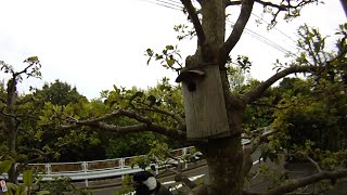 竪型竹巣箱とシジュウカラ　A Vertical Bamboo Birdhouse and Great Tits