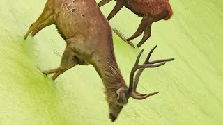 Sambar Deer huge Male and female