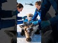 heroic arctic rescue saving injured reindeer from barnacle infestation 😢 shorts rescue reindeer