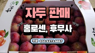 친환경 유기농법으로 재배하는 자두 | 판매