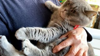 人見知り炸裂でイカ耳になっちゃったぽっちゃり猫【スコティッシュフォールド】