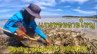 น้ำทะเลลงลึกมาก หาแทงหอยลายใหญ่ในป่างอ ได้เยอะมาก Hunting clams in KOH PHANGAN