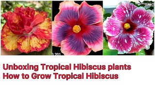 Unboxing of Tropical Hibiscus | where To Buy 🪴🌺