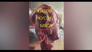 Пульсирующее мясо из Китая: Шокирующее видео! На крючке дёргается живое мясо