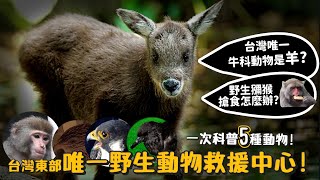 台灣東部唯一野生動物救援中心!!被野生獼猴搶食該怎麼辦?台灣唯一牛科動物是羊?一次科普五種動物!【許伯簡芝】