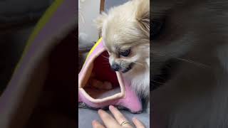 وقتی کسی نزدیک کوچولوها میشه واکنش هاپو جون 🐕😍😁 #شیطون #pets #shortvideo #سگ #puppy