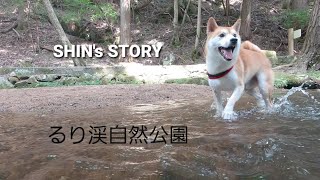 【るり渓自然公園】　柴犬の休日 part4 【shibainu holiday】 Gopro