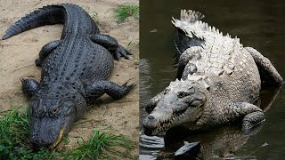 Comparing Florida's Alligators and Crocodiles