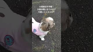 #犬動画#shorts#可愛い犬動画 #シーズー