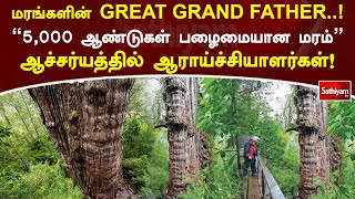 மரங்களின் GREAT GRAND FATHER! \