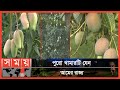 ৯০টি জাত নিয়ে প্রায় ৬ হাজার গাছের আম বাগান | Feni Mango | Mango Garden |Feni News | Somoy TV