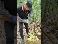 amazing skill cutting bamboo shoot 34 fresh bamboo