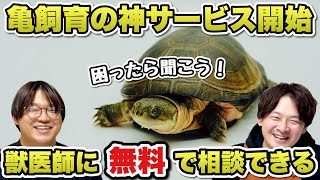 【亀飼育相談】病気、体調不良、飼育環境改善など、カメの飼育で困ったら相談を！【Hottaのテイルの亀のお悩み相談室】