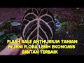 Flash Sale 5 Nov 24, anthurium koleksian tanian Murni Flora Bibitan terbaik, harga mulai 30 ribuan