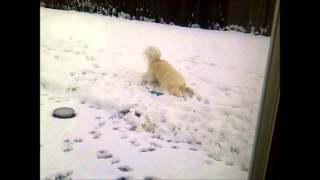 Wolfy the Snow Dog