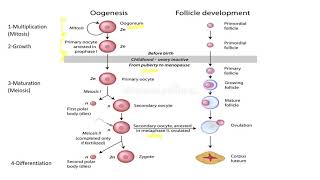 LS chapter 1 document 5 (Oogenesis) part 2