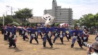 玉名温泉夢祭り2015 北九州市立大学よさこいサークル灯炎