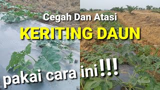 CARA EFEKTIF MENCEGAH DAN MENGATASI KERITING DAUN DAN PECAH BATANG PADA TANAMAN SEMANGKA