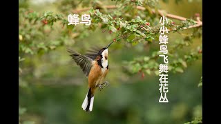 蜂鸟：Hummingbird 是唯一可以在空中悬停的鸟：鸟中的直升机很像小蜜蜂。