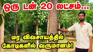 ஒரு டன் 20 லட்சம்... மர விவசாயத்தில் கோடிகளில் வருமானம்... அசத்தும் Advocate | #redsandalwood