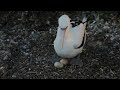 nazca booby facts