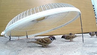 Awesome Foot Snare Bird Trap - The Best Bird Traps (That Work 100%) - How To Make A Bird Trap