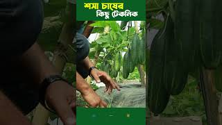 শসা চাষের টেকনিক | শসা চাষ করার সঠিক কৌশল | শসা চাষ | এগ্রো-১ গ্লোবাল লিমিটেড