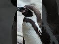 アクアワールド茨城県大洗水族館のフンボルトペンギン🐧