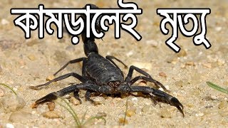 The most poisonous bed in the world Most Dangerous Scorpion in the World | unknown world