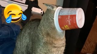 Cats with unexplained behavior 😂😹 Best Funny Cat Video #2024