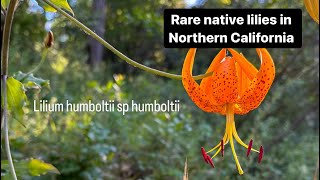 Humboldt lily - Rare and endangered native plants of California