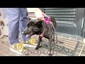 【甲斐犬】ふたりで仲良くお散歩する姿が、可愛くて毎日の癒しすぎる…！