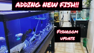 125G AQUARIUM GETS NEW FISH! + FISH ROOM UPDATE