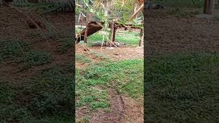 மைசூர் மிருகக்காட்சிசாலை 🐵🐔🐶🐷 Zoo from mysuru #zoo #funny #animals #happy #ytshorts