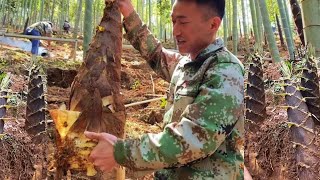 阿峰发现裂缝冒着超小黄芽，随便一挖竟有半米多高，一个几十斤够吃一个月！