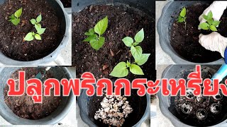 ปลูกพริกกระเหรี่ยงแบบมีน้ำสำรองในกระถาง ผักสวนครัว ปลูกผักกินเอง จินตนาปลูกผัก Chintana Garden