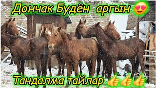 Тандалма тайлар Растовдон келди😍 Баасын жакшы койду 👆