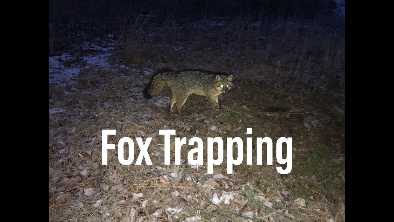 Fox Trapping Predator Trapping Youtube